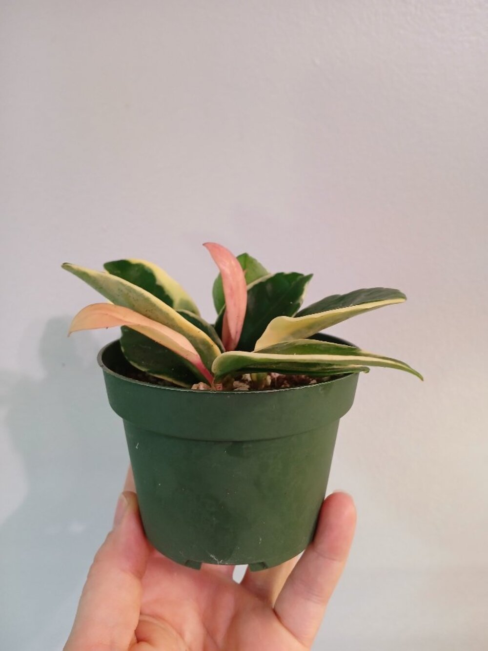 Hoya Carnosa Tricolor